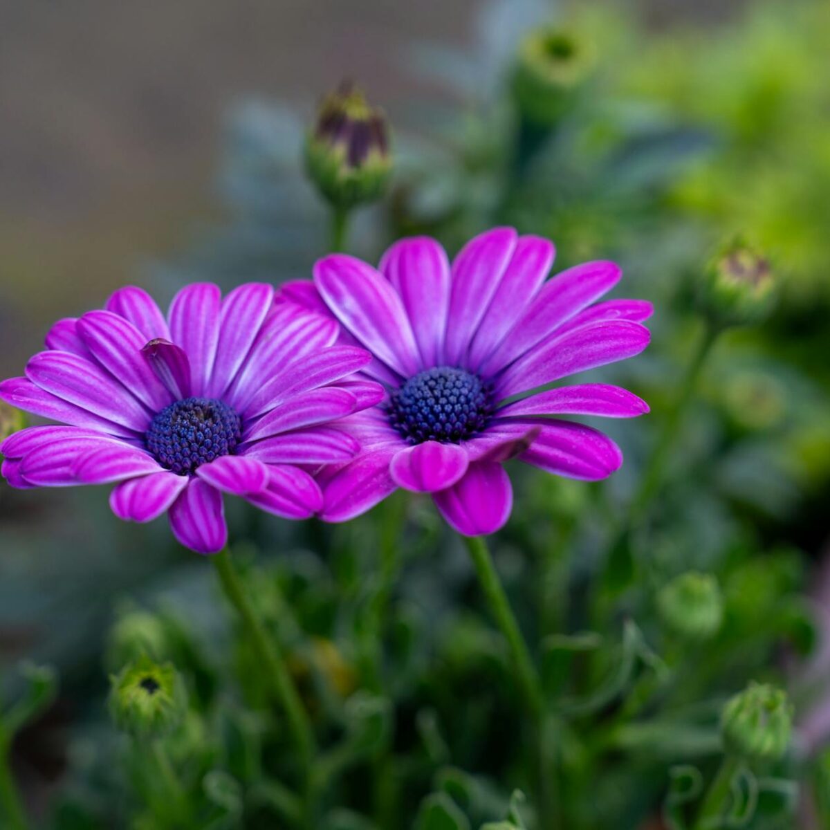 Para resolver o problema do Google Drive cheio e encontrar alternativas gratuitas e baratas de armazenamento em nuvem, você p